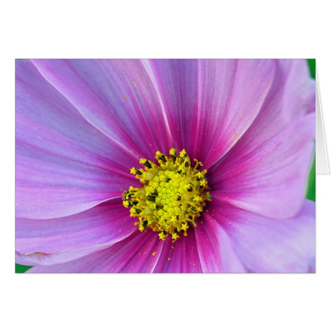 Cosmos rosados (Anverso (Horizontal))