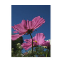 Cosmos rosados con postal azul cielo