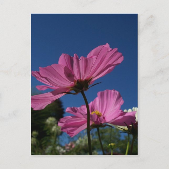 Cosmos rosados con postal azul cielo (Anverso)