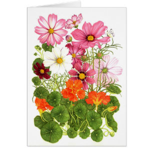 Cosmos y capuchinas