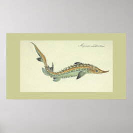 Costa - impresión de peces vintage