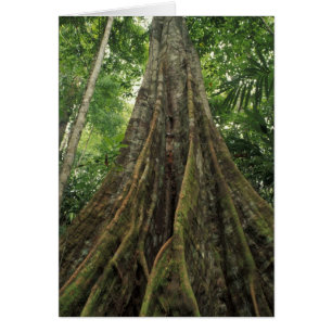 Costa Rica, Parque Nacional Corcovado, Abutrado