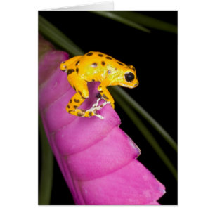 Costa Rica. Primer plano de rana venenosa