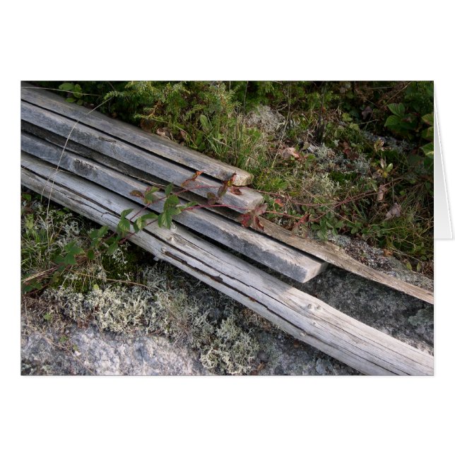 Costillas de langosta desechadas, que retoman la n (Anverso (Horizontal))