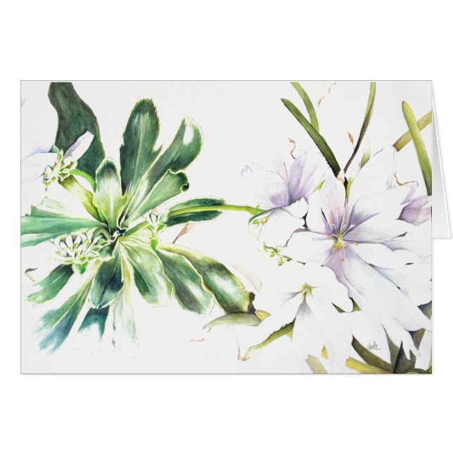 Cotiledón del Lewisia "alba" (5" x 7"),  + sobres (Anverso (Horizontal))