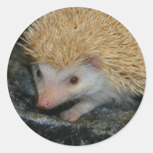 Cotty Cutie pegatina