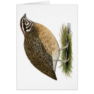 Coturnix Pharaoh Quail