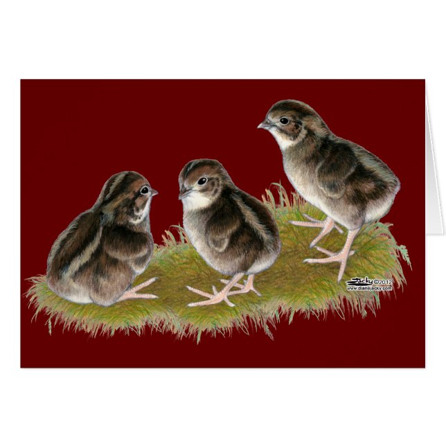 Coturnix Quail Chicks (Anverso (Horizontal))