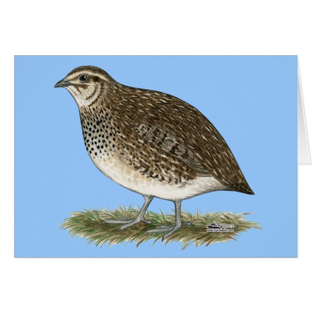 Coturnix Quail Hen (Anverso (Horizontal))
