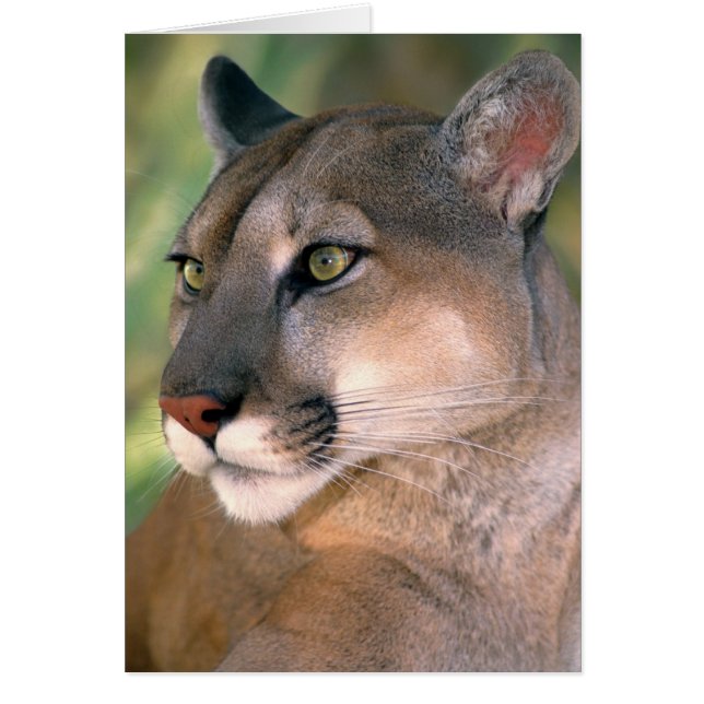 Cougar, California (Frente)