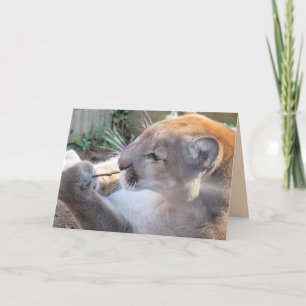 Cougar con tarjeta de felicitación de palo