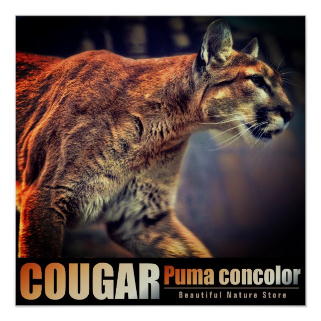 COUGAR：Glossy Poster (Anverso)