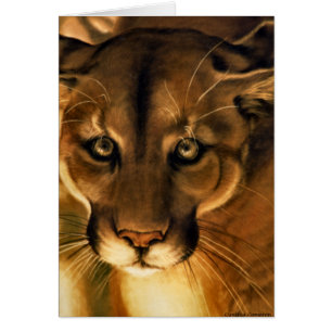 Cougar - León de montaña - Puma