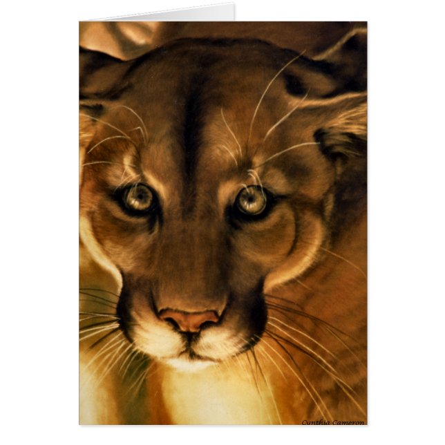 Cougar - León de montaña - Puma (Frente)