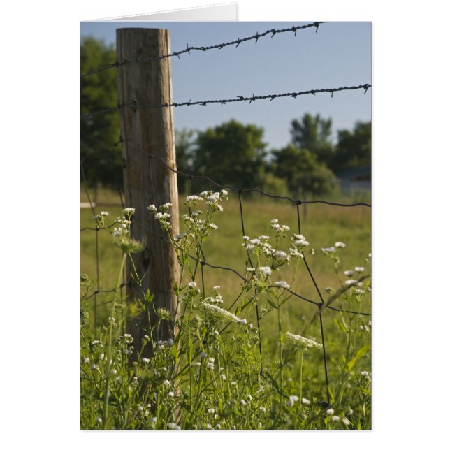 Country Barbed Wire Fence Post y Wildflowers (Frente)