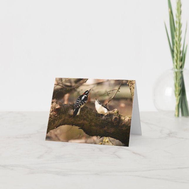 "Courtship" (Downy Woodpeckers) - Tarjeta de nota  (Anverso)