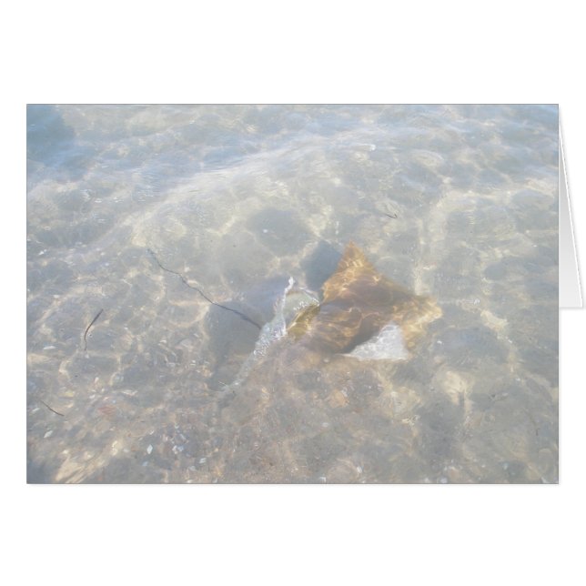 Cownose Stingray OBX Series (Anverso (Horizontal))