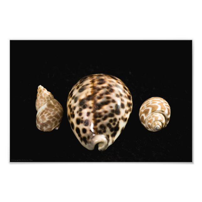Cowrie Cones 2 Foto (Frente)