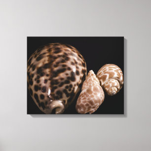 Cowrie Cones Lienzo envuelto