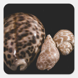 Cowrie Cones Pegatina