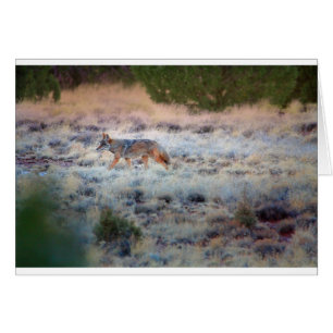 Coyote al atardecer