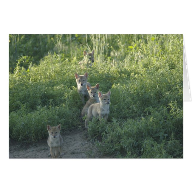 Coyote Clan (Anverso (Horizontal))