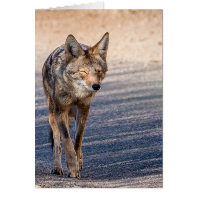 Coyote de Wiley (Frente)