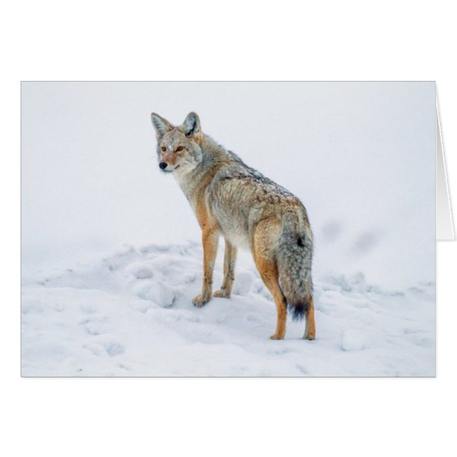 Coyote en alerta en la nieve (Anverso (Horizontal))