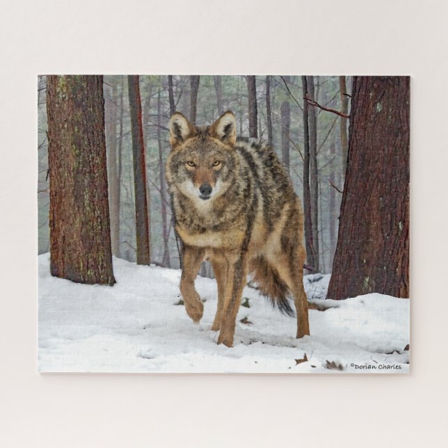 "Coyote In The Pines" Rompecabezas De Jigsaw (Horizontal)