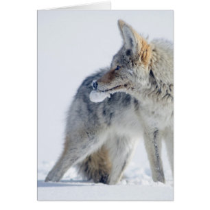 Coyote nevado en el parque nacional de Yellowstone