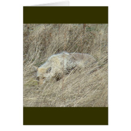 Coyote R13 en grano alto