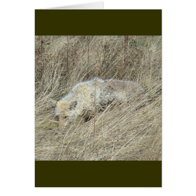 Coyote R13 en grano alto (Frente)