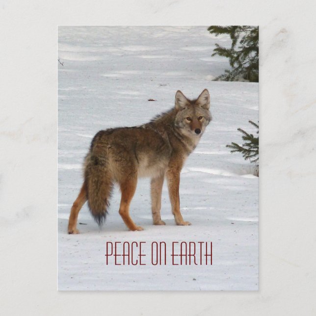 Coyote solitario en postal de nieve (Anverso)