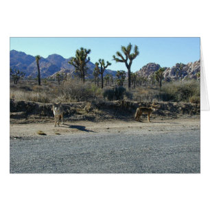 Coyotes en la Prowl