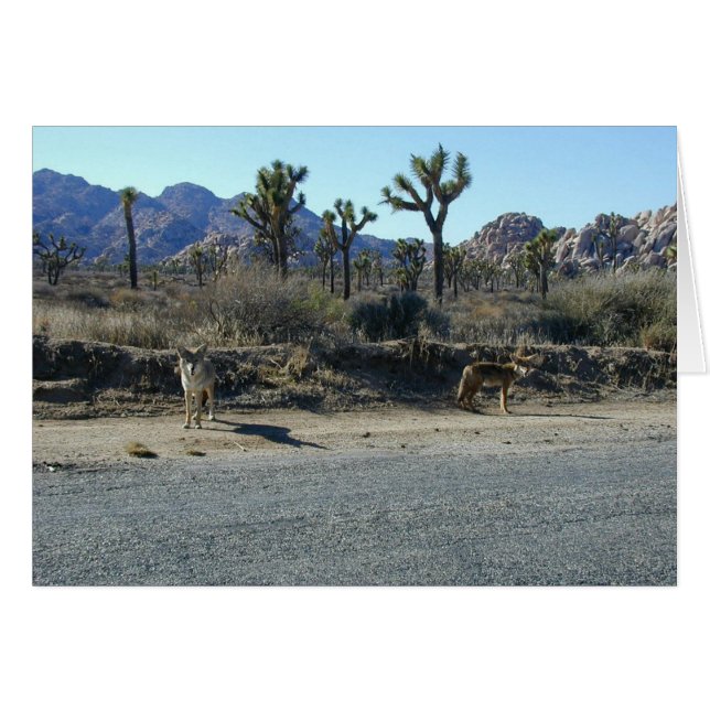 Coyotes en la Prowl (Anverso (Horizontal))