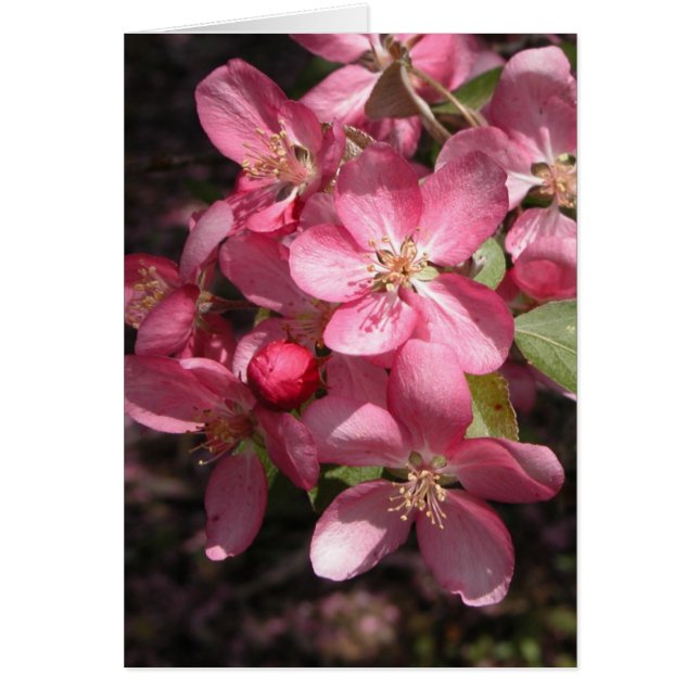Crabapple rosado (Frente)