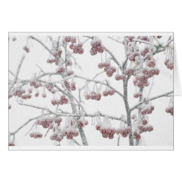 Crabapples rojo en nieve