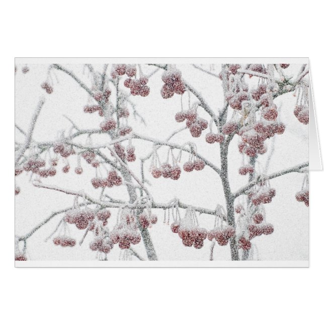 Crabapples rojo en nieve (Anverso (Horizontal))
