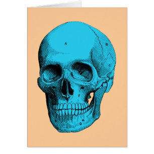 Cráneo humano de la anatomía