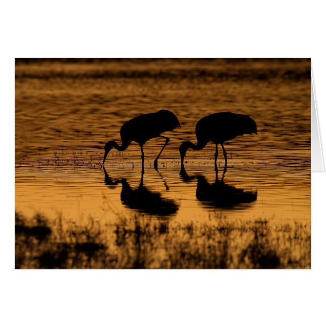 Cranes Silhouetted by the Sunset (Anverso (Horizontal))