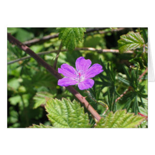 Cranesbill sangriento, islas de Aran, Irlanda