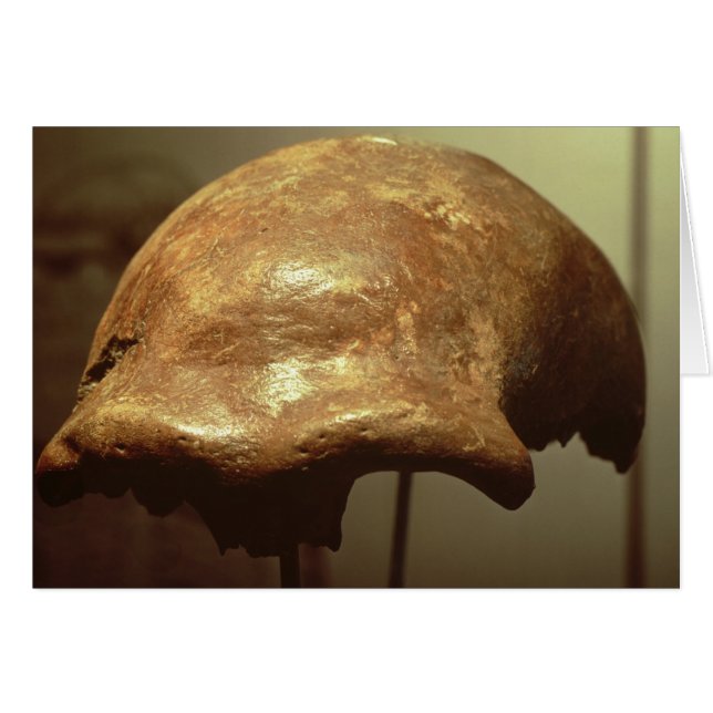 Cranio de un neandertal (Anverso (Horizontal))
