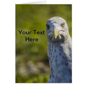 Cranky Old Seagull (Añadir tu propio texto)