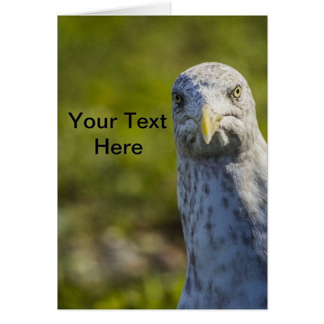 Cranky Old Seagull (Añadir tu propio texto) (Frente)