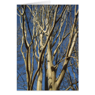 Crape Myrtle en invierno