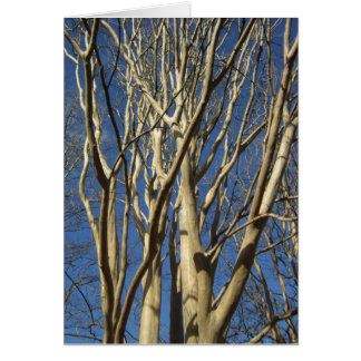 Crape Myrtle en invierno