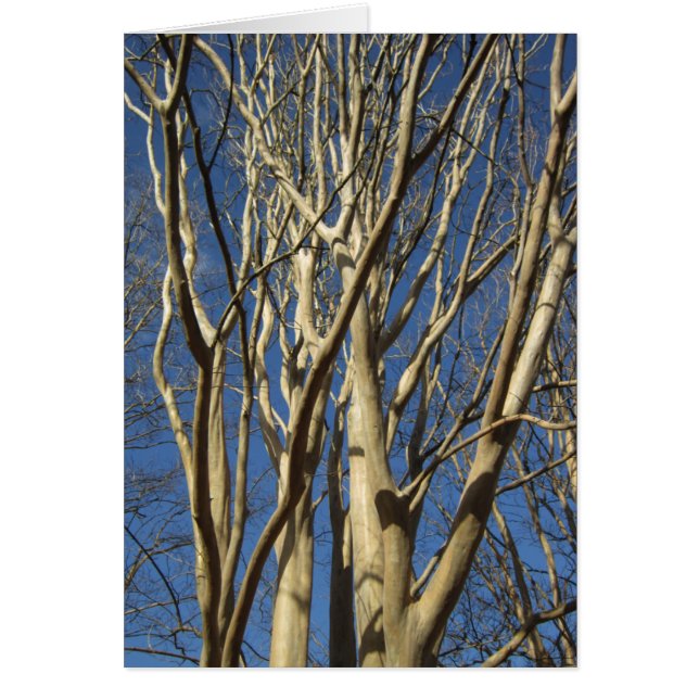 Crape Myrtle en invierno (Frente)