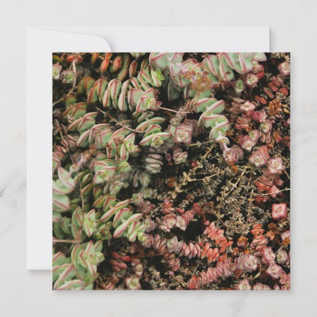 Crassula perforata (Anverso)