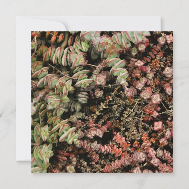 Crassula perforata (Anverso)