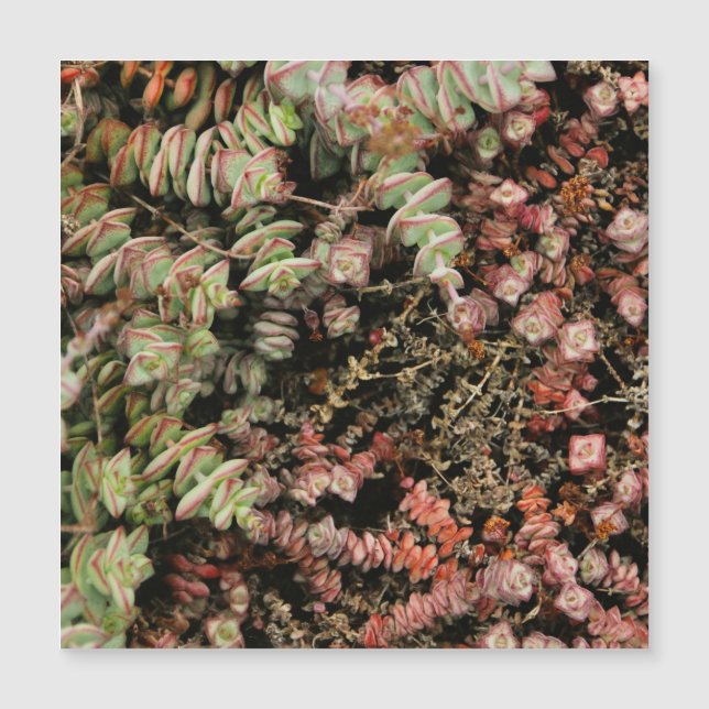 Crassula perforata (Anverso)